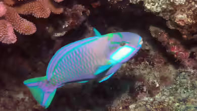 Chlorurus bleekeri im Aquarium halten