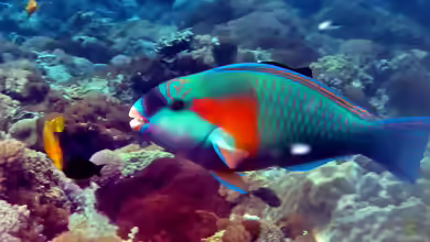 Chlorurus bowersi im Aquarium halten