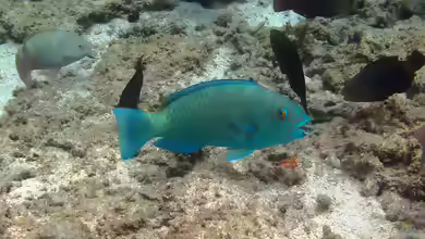 Chlorurus enneacanthus im Aquarium halten