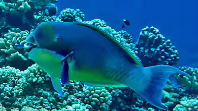 Chlorurus microrhinos im Aquarium halten