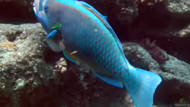 Chlorurus perspicillatus im Aquarium halten