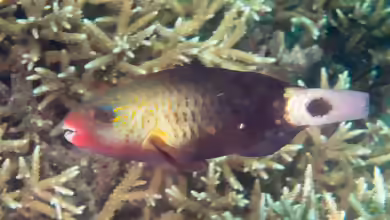 Chlorurus sordidus im Aquarium halten