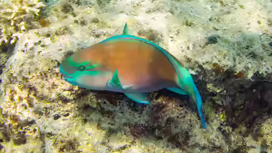 Chlorurus spilurus im Aquarium halten