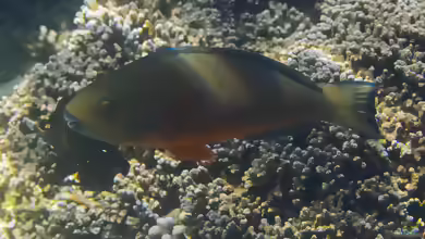 Chlorurus strongylocephalus im Aquarium halten