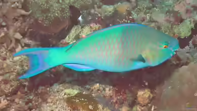 Chlorurus troschelii im Aquarium halten
