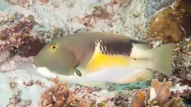 Choerodon anchorago im Aquarium halten