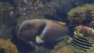 Choerodon azurio im Aquarium halten