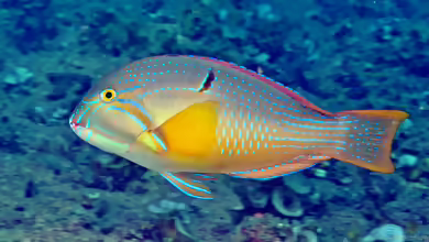 Choerodon cauteroma im Aquarium halten