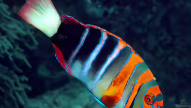 Choerodon fasciatus im Aquarium halten