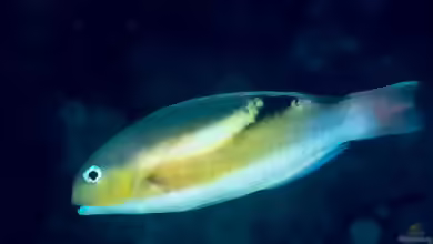 Choerodon zosterophorus im Aquarium halten