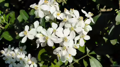 Choisya ternata im Garten pflanzen