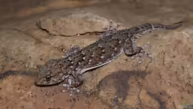 Chondrodactylus bibronii im Terrarium halten