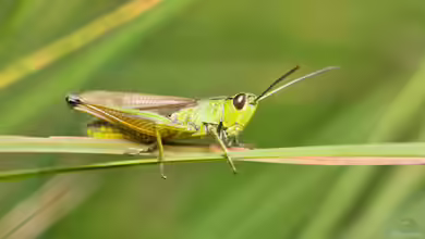 Chorthippus parallelus im Garten