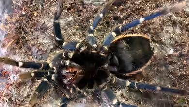 Chromatopelma cyaneopubescens halten