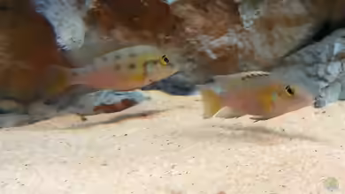 Chromidotilapia im Aquarium halten