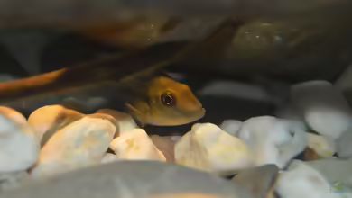 Chromidotilapia kingsleyae im Aquarium halten