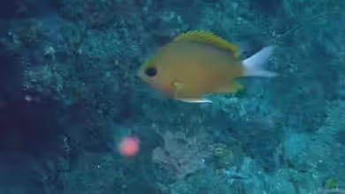 Chromis albicauda im Aquarium halten