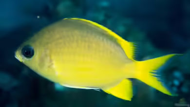 Chromis analis im Aquarium halten