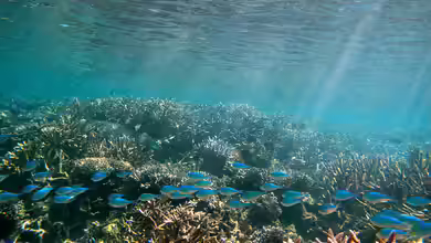 Chromis atripectoralis im Aquarium halten