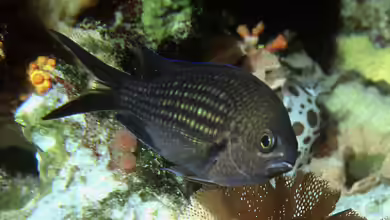 Chromis chromis im Aquarium halten