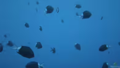 Chromis chrysura im Aquarium halten