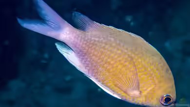Chromis cinerascens im Aquarium halten