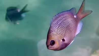 Chromis hypsilepis im Aquarium halten