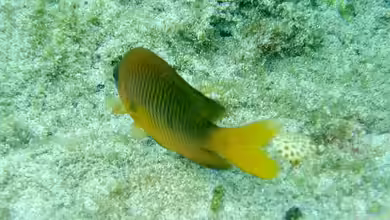 Chromis insolata im Aquarium halten