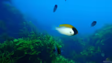 Chromis klunzingeri im Aquarium halten
