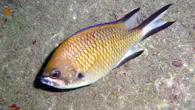 Chromis limbata im Aquarium halten