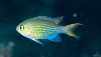 Chromis lineata im Aquarium halten