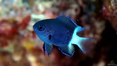 Chromis margaritifer im Aquarium halten