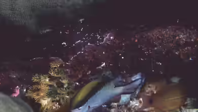 Chromis nitida im Aquarium halten