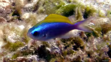 Chromis ovalis im Aquarium halten