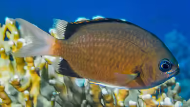 Chromis pembae im Aquarium halten