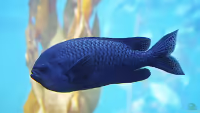 Chromis punctipinnis im Aquarium halten