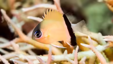 Chromis retrofasciata im Aquarium halten