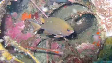 Chromis scotochiloptera im Aquarium halten