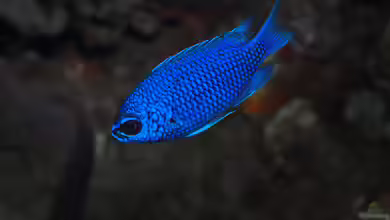Chromis scotti im Aquarium halten