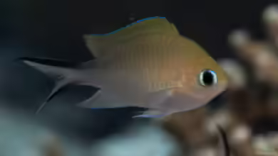 Chromis ternatensis im Aquarium halten