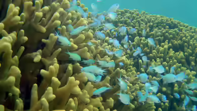 Chromis viridis im Aquarium halten