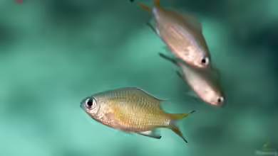 Chromis weberi im Aquarium halten