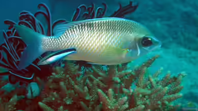 Chromis xanthochira im Aquarium halten