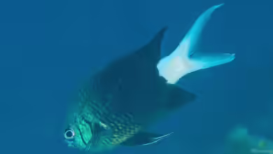 Chromis xanthura im Aquarium halten