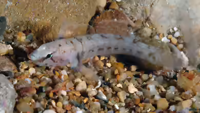 Chromogobius zebratus im Aquarium halten