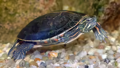 Chrysemys picta dorsalis halten
