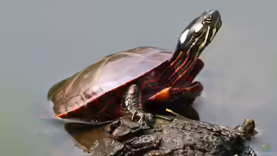 Chrysemys picta halten