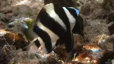 Chrysiptera annulata im Aquarium halten