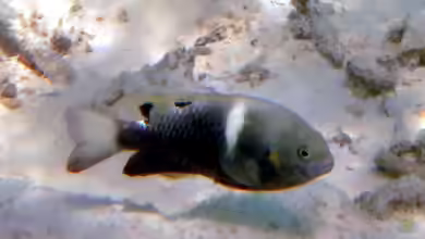 Chrysiptera biocellata im Aquarium halten