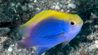 Chrysiptera bleekeri im Aquarium halten